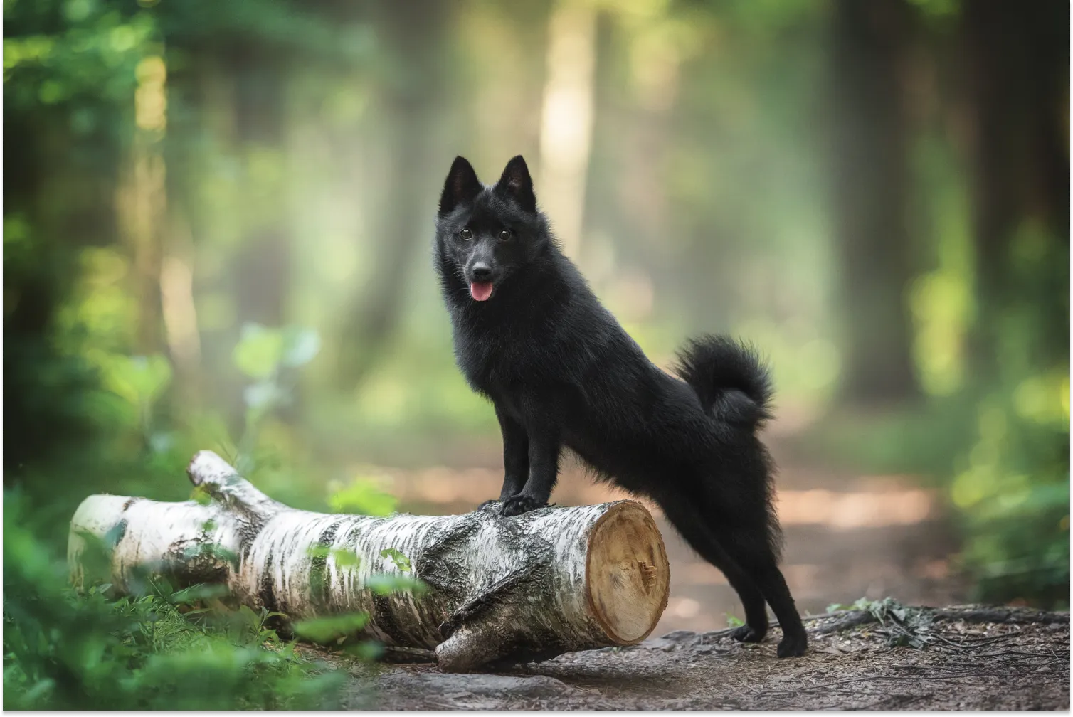 Schipperke pictures hot sale