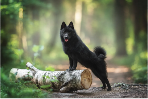 Schipperke: 101 Guide for Your Pup