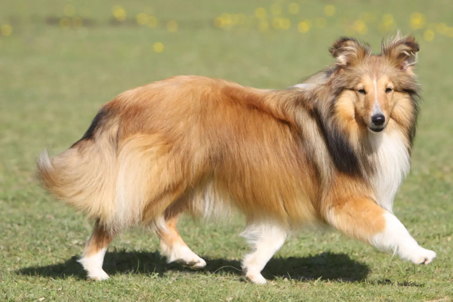 Shetland sheepdog top