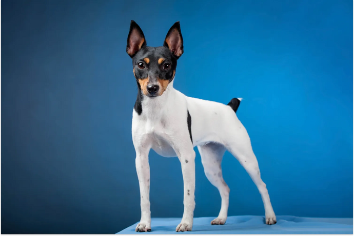 Toy Fox Terrier: A Quick Information and Care Guide