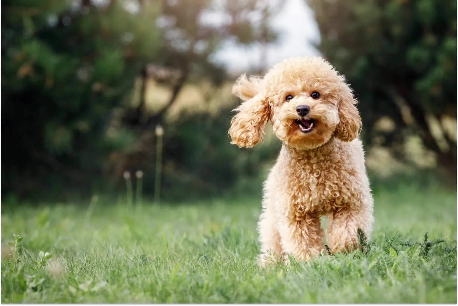 Toy Poodle: Easy Care and Information Guide – A Pup Above