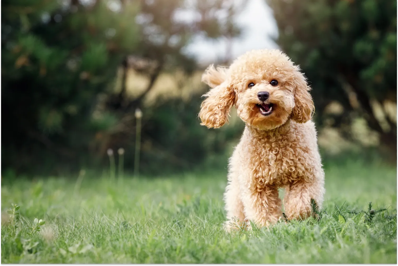 How to Keep My Poodle's Eyes Clean: Top Care Tips & Tricks