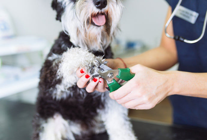 7 Steps on How To Trim Dog Nails