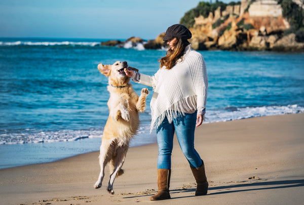 A Pup Above, brand website product image