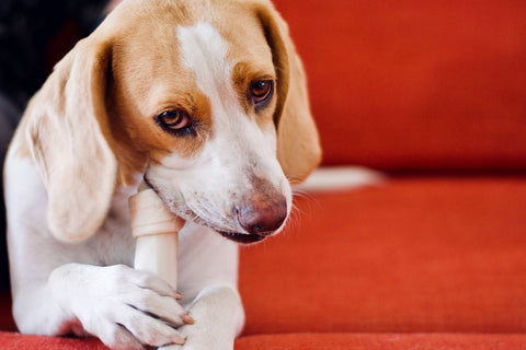 What’s the Scoop on Collagen for Dogs? (Spoiler: It’s GREAT for your pup!)
