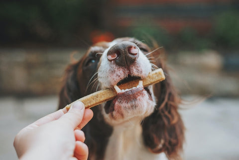 The best nutrition for dogs: 5 ideal diet strategies