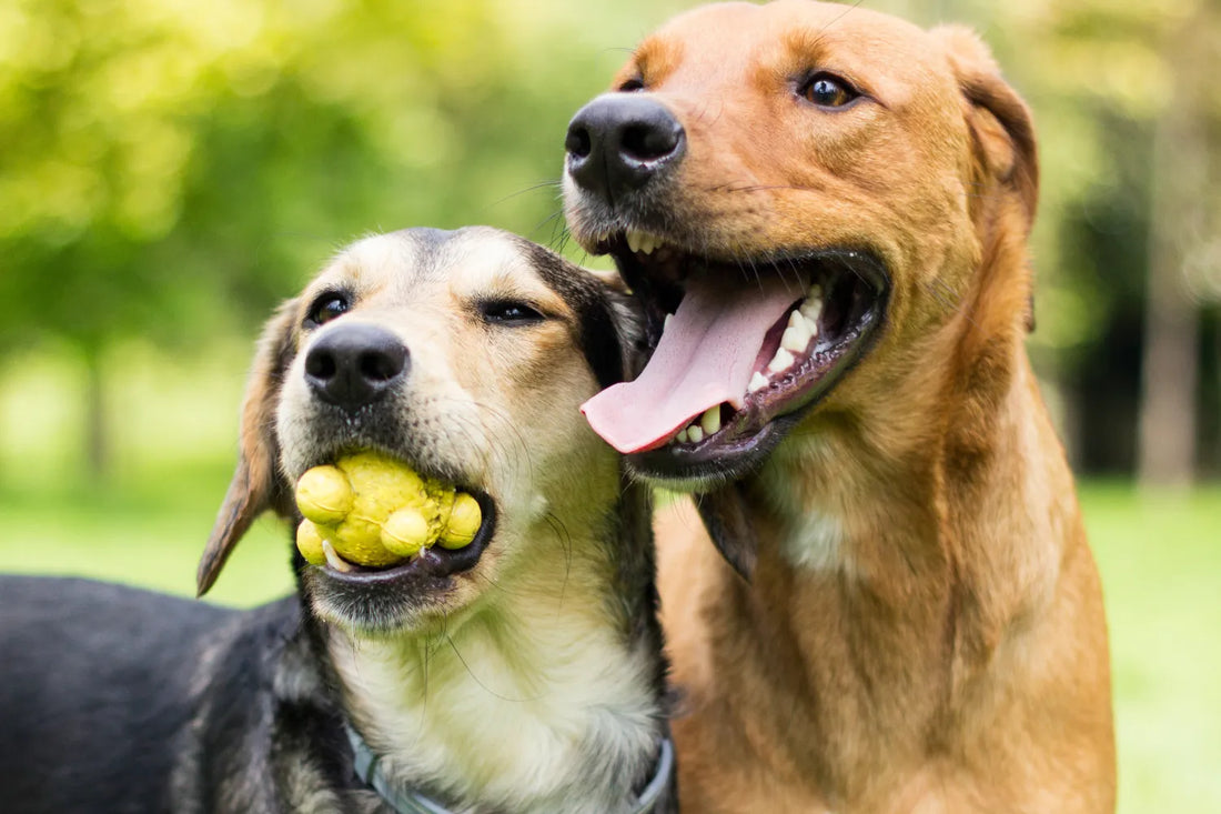 Best Dog Food for Skin Allergies & Itchy Skin