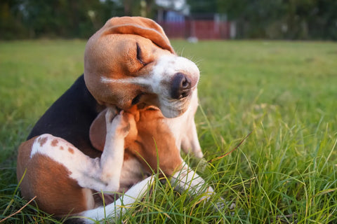 What Home Remedies Can I Use on My Dog To Relieve Itching?