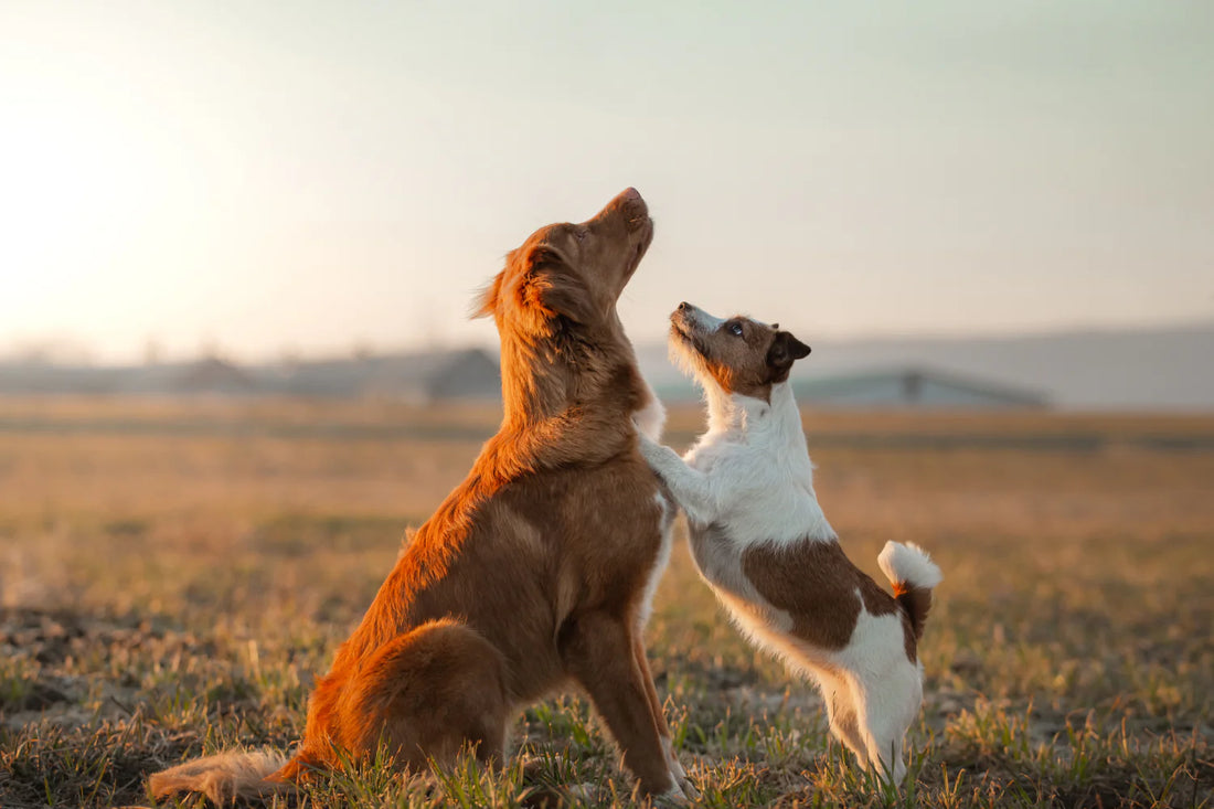 What's the Best Protein for Dogs?