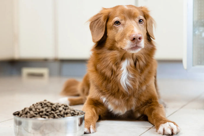 What To Do When Your Dog Won’t Eat Kibble
