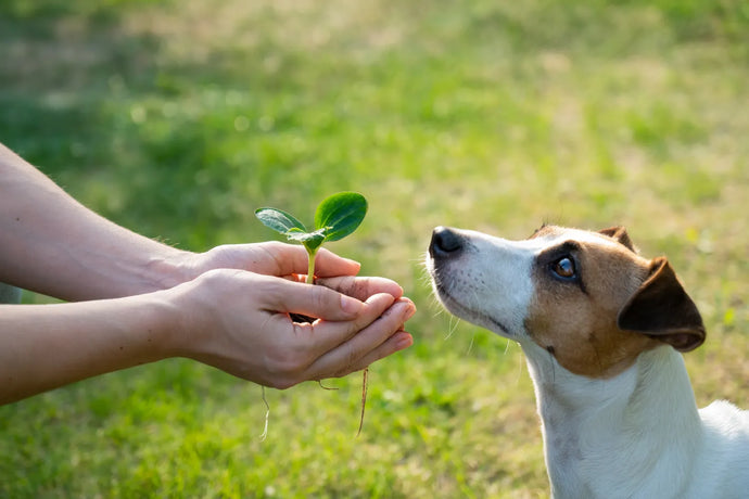 When Do Dogs Stop Growing?