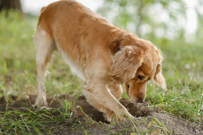 Why Do Dogs Bury Bones & Treats?