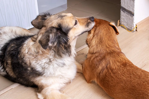 Why Do Dogs Lick & Bite Each Other’s Ears?