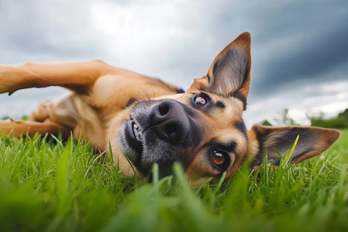 Why Do Dogs Roll in the Grass?