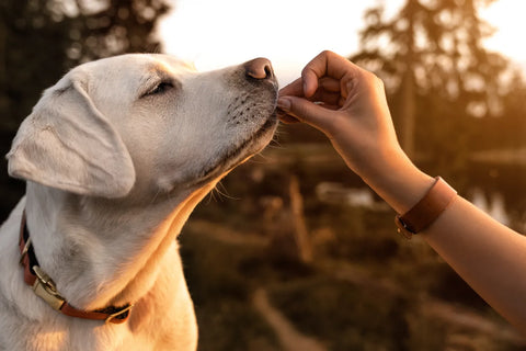 Why Feed Your Dog Highly & Easily Digestible Food
