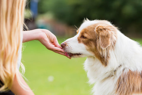 Why Is My Dog Not Eating His Food But Will Eat Treats?
