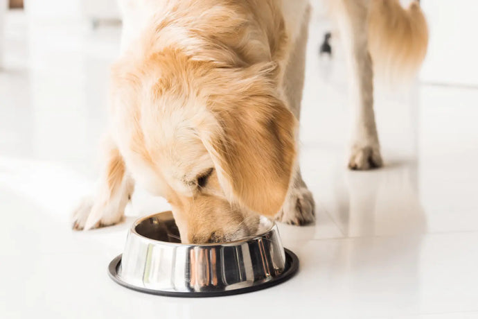 Why a Dog Might Need a Bland Diet And What That Diet Is