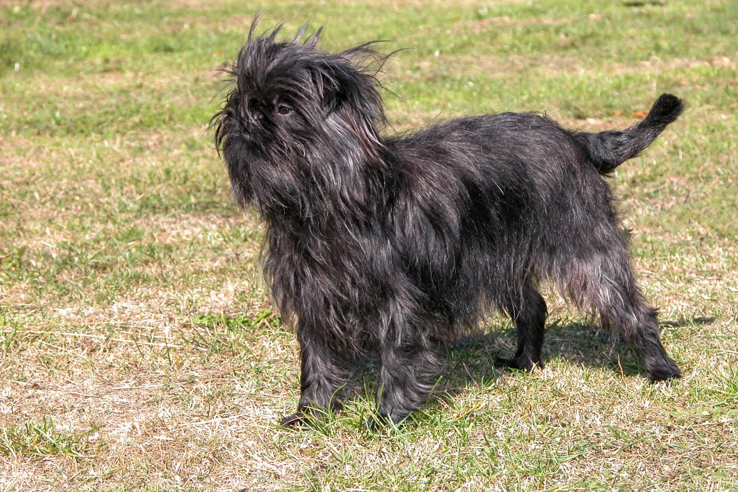 Affenpinscher hot sale terrier mix