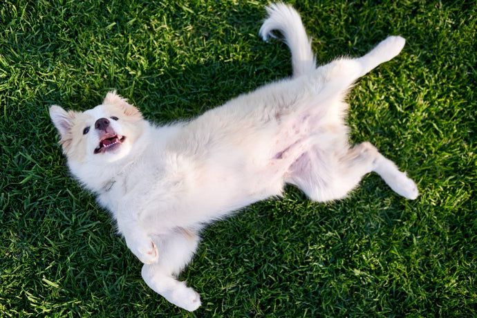 Do Dogs Have Belly Buttons? And More About Your Pup’s Tummy