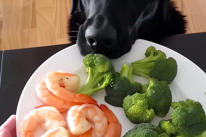 Can Dogs Eat Shrimp? Is It Bad for Them?