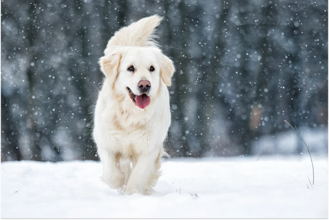 Can Dogs Get Colds? Preparing for Fall and Winter Months