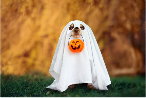 Can Dogs See Ghosts? Spooky Season Is Here