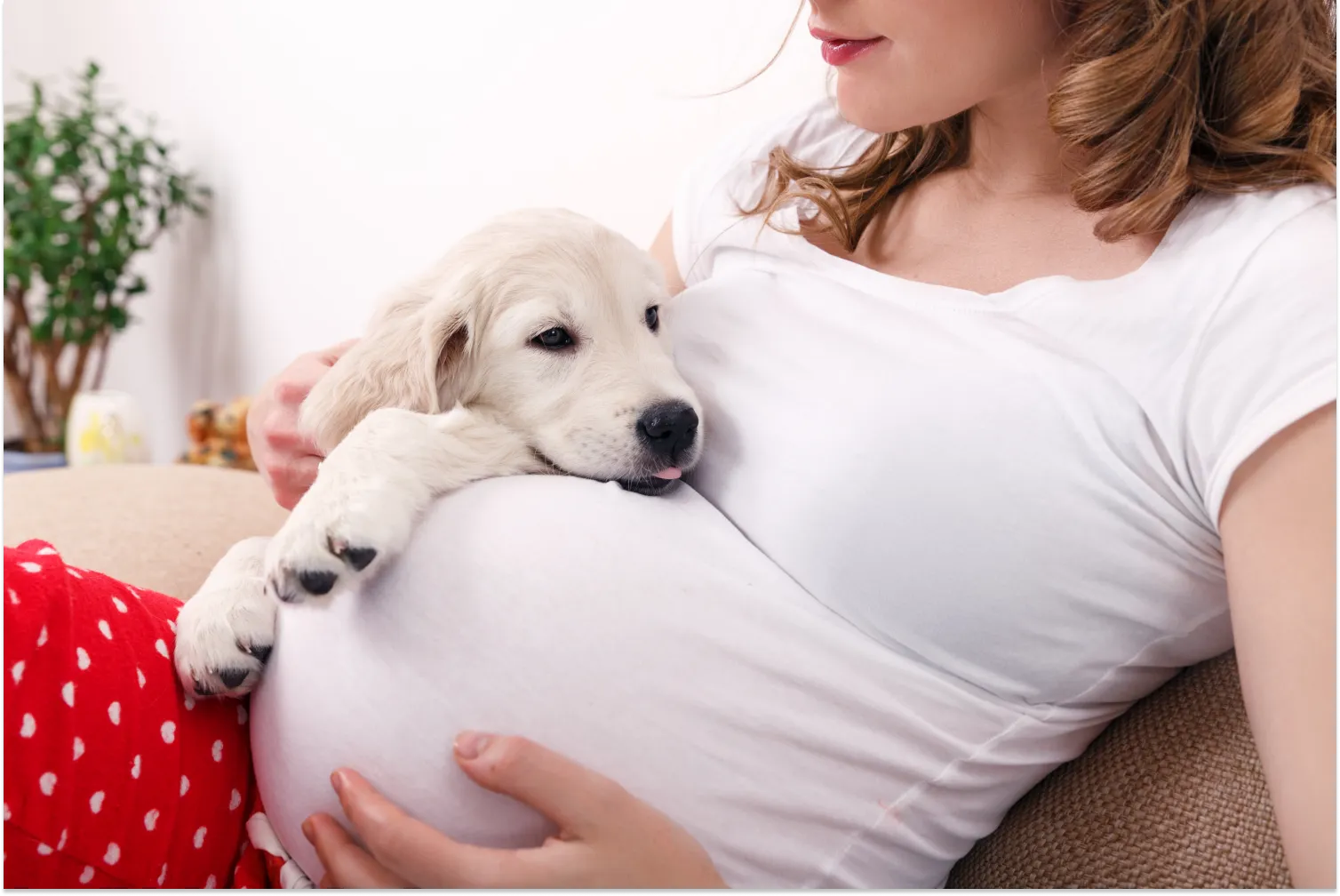 Dogs with hot sale pregnant owners
