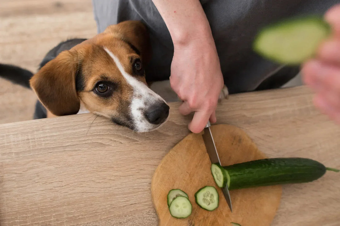 Can Dogs Eat Cucumbers?