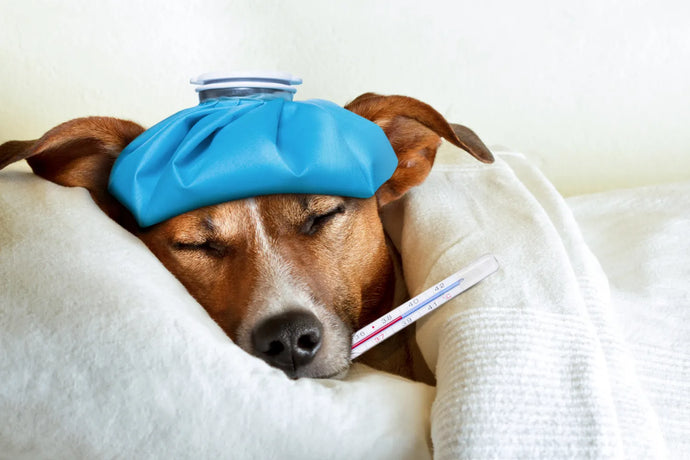 Can Dogs Get a Cold? Understanding Pup Sniffles and Sneezes