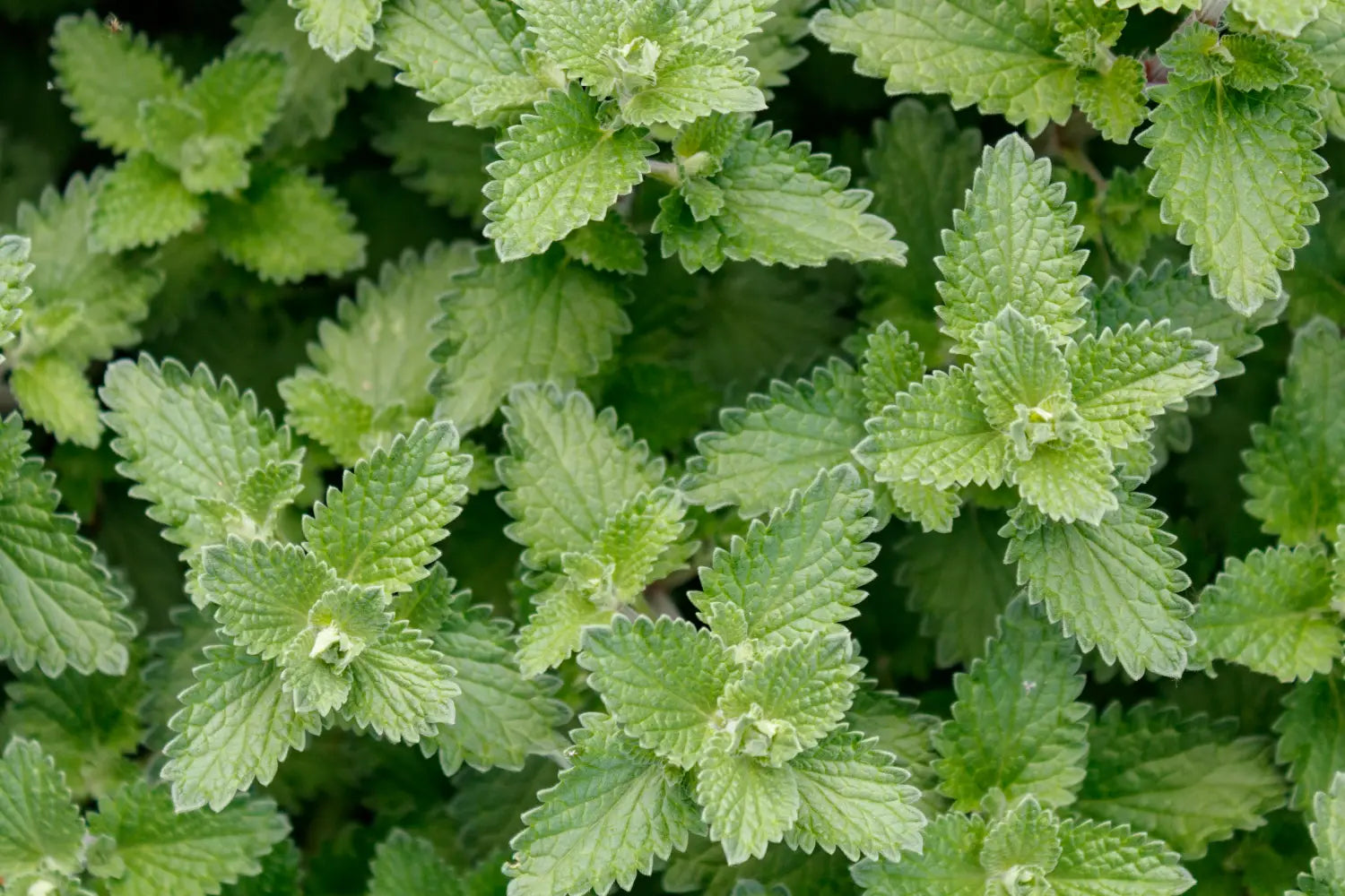 Catnip for Dogs What Catnip s Effect on Dogs Is A Pup Above