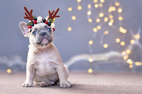 Holiday Gift Guide for Dog Lovers