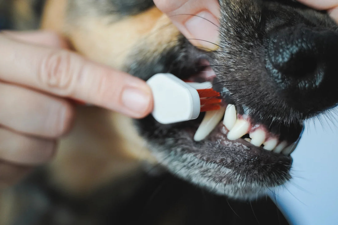 What To Know About Dental Disease in Dogs