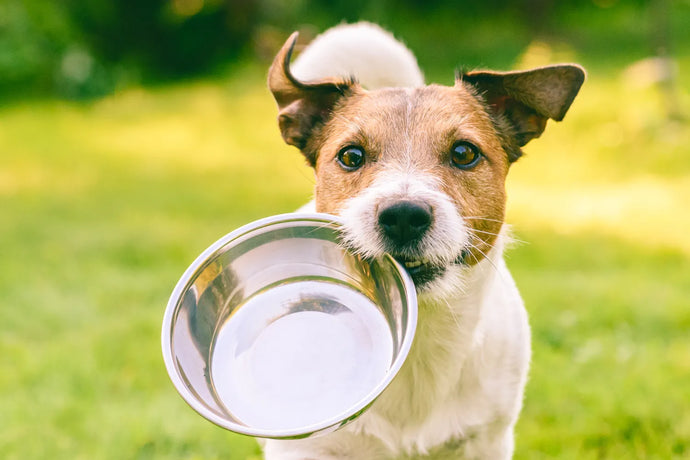 Dog Food Toppers: What's Best for My Dog?