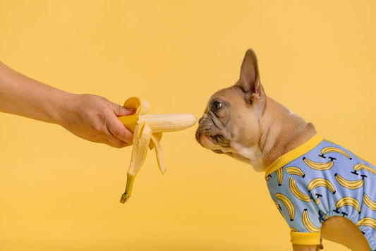 Dog food superfood: It's all about bioavailability