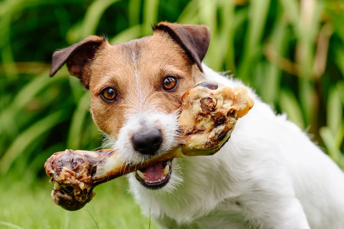 Are Bones or Antlers Better for Dogs?