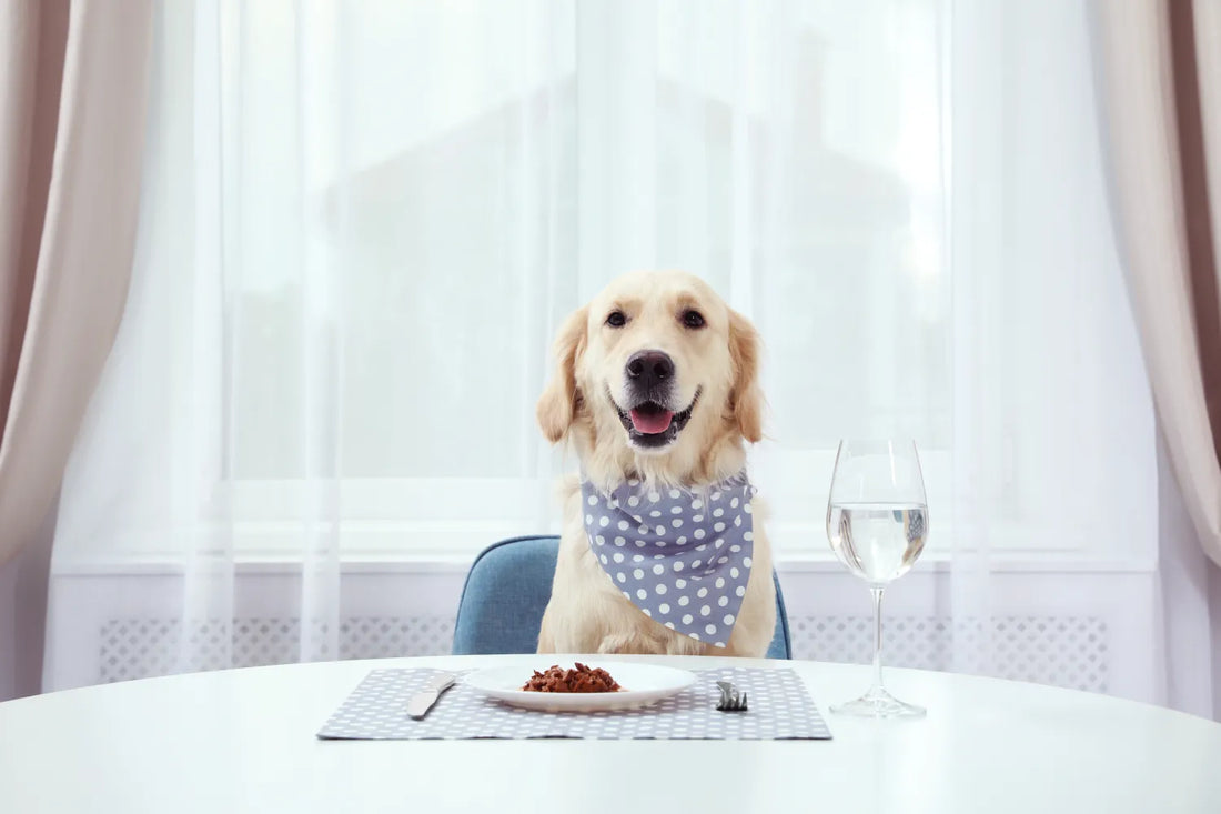 Switching Dog Food Safely: Tips and Tricks