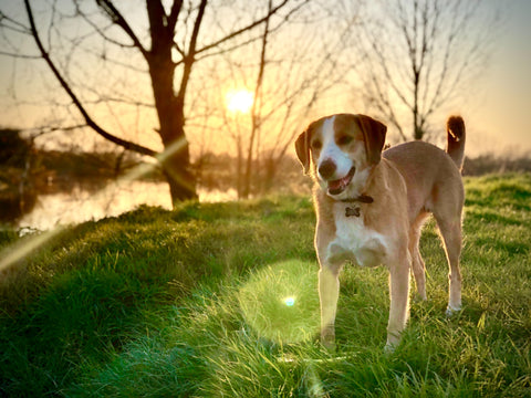 My dog eats grass — is that ok?