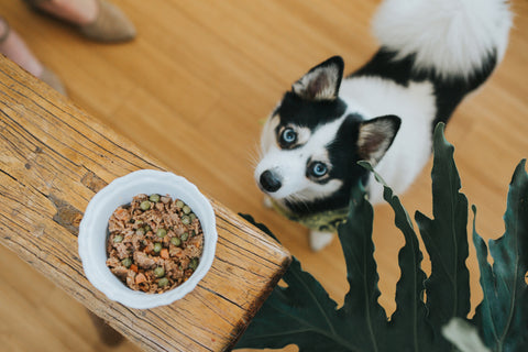 Raw Food vs. Freshly Cooked Food for Dogs