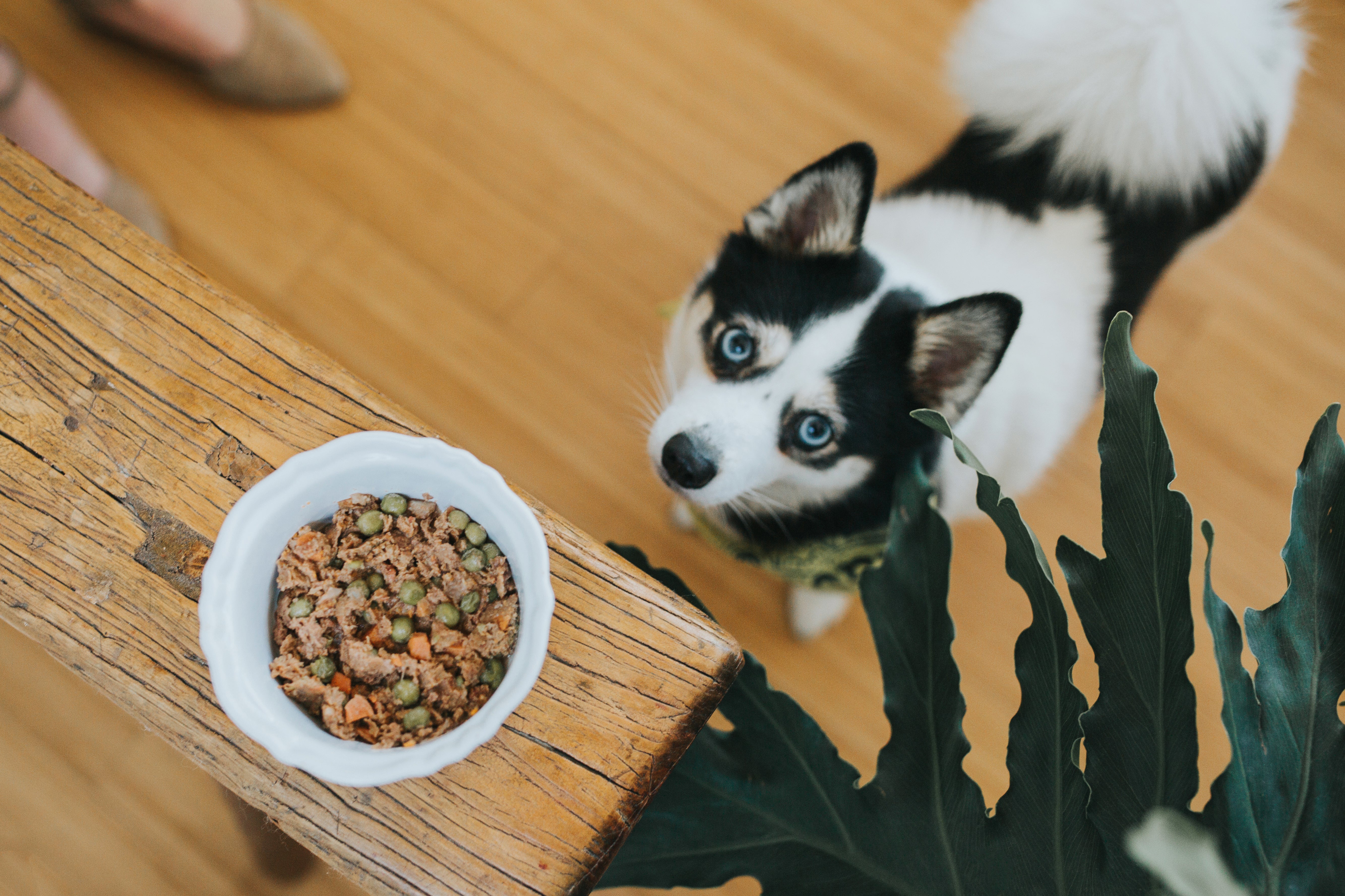 can dogs get sick from raw diet