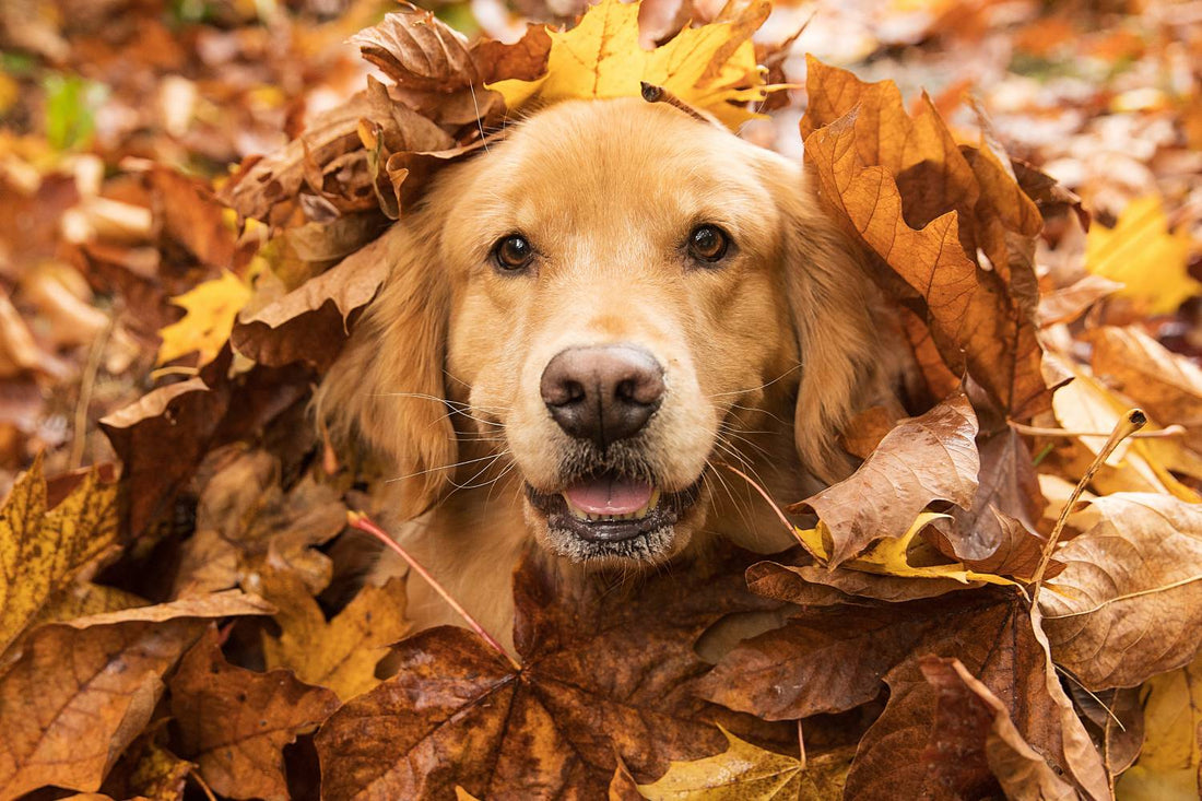 Can Dogs Get Hiccups? What's Normal and What To Watch For