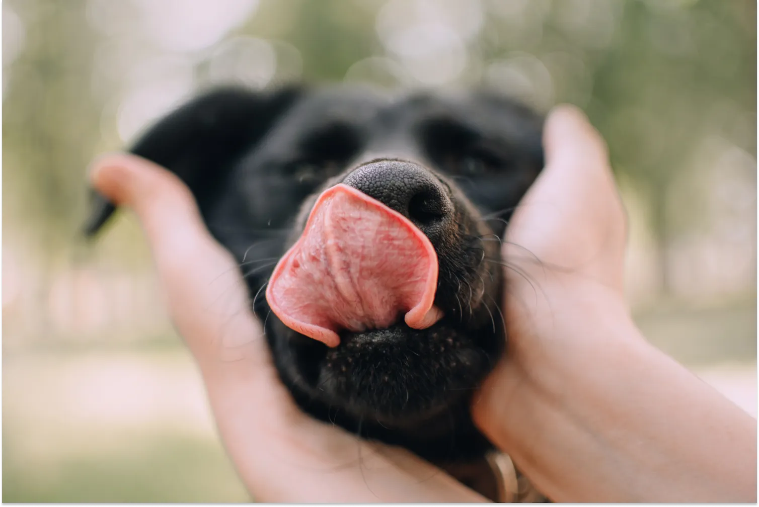 Why Does My Dog Lick Me?