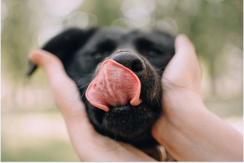 Why Does My Dog Lick Me All the Time?