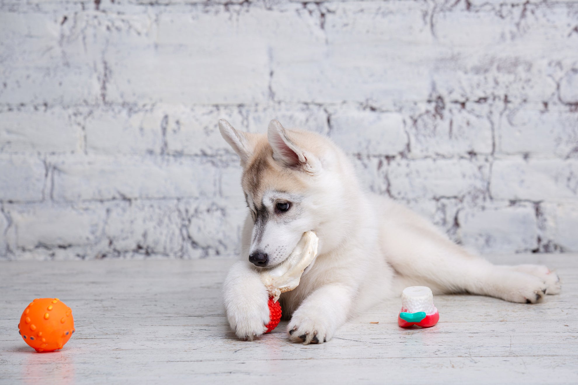 Should Puppies Eat Rawhide