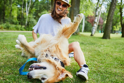 Are Dogs Ticklish? Uncovering the Mystery of Canine Ticklish Spots