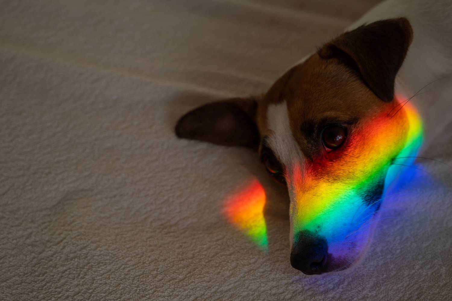 The Canine Rainbow: What Colors Can Dogs Actually See? – A Pup Above