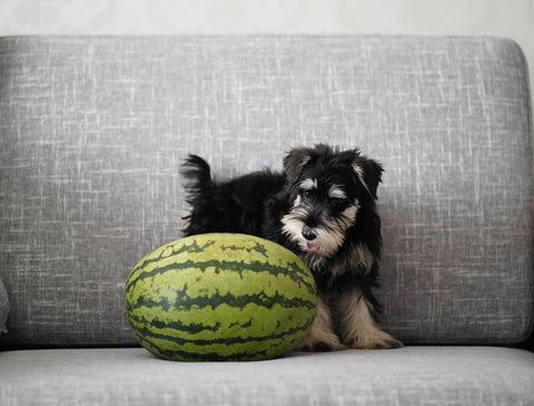 What Fruits Are Good for Dogs?