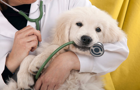 How Often Should I Take My Dog to the Vet?