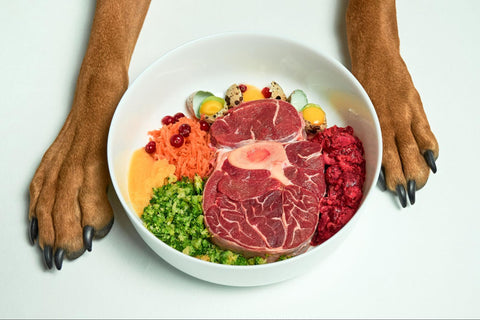 What Is the Best Source of Protein for Dogs?