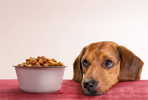 What Is the Best Dog Food?