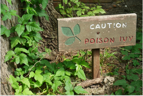 Can Dogs Get Poison Ivy? How To Treat Your Pup